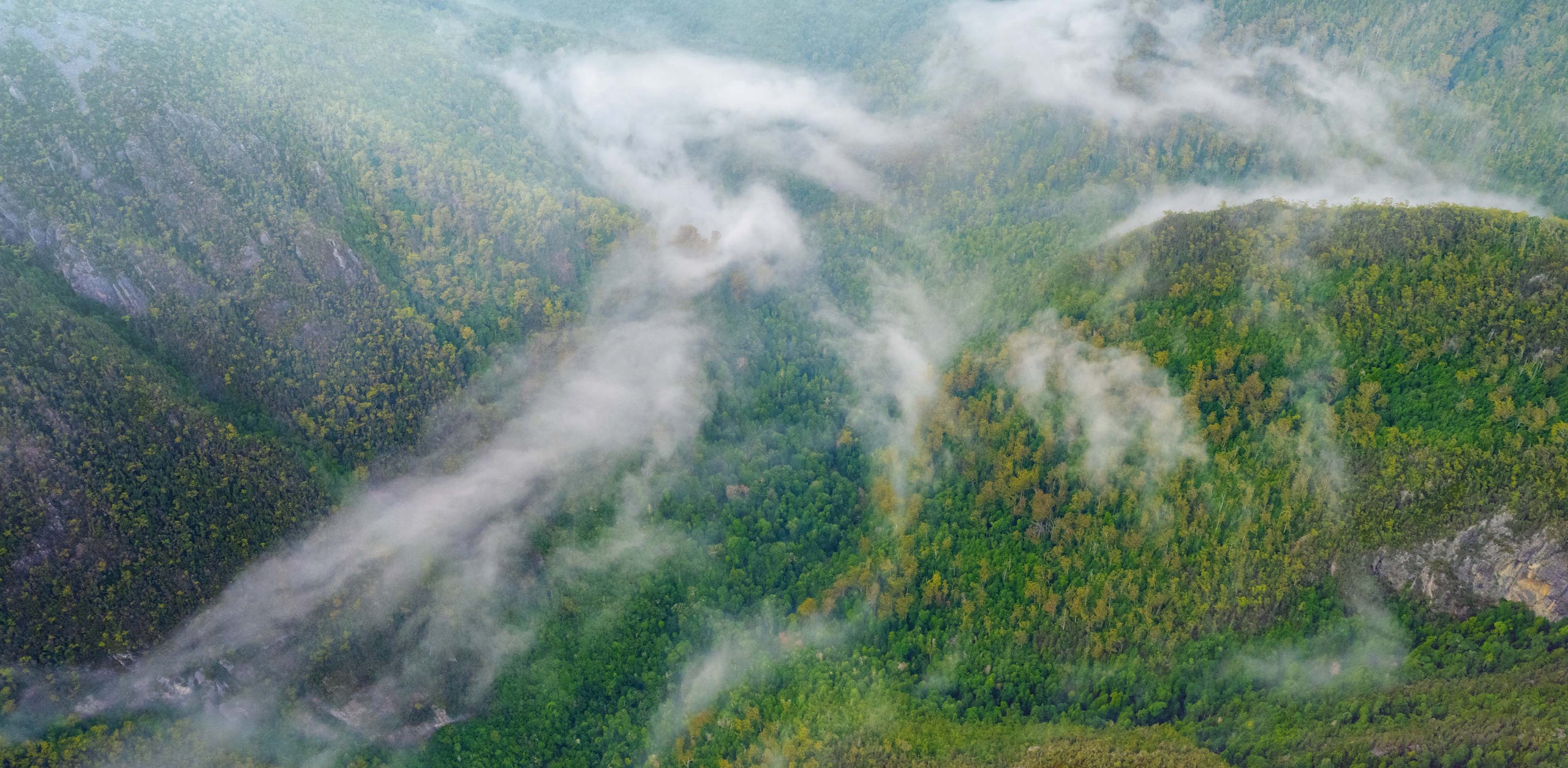 Forty Spotted Classic