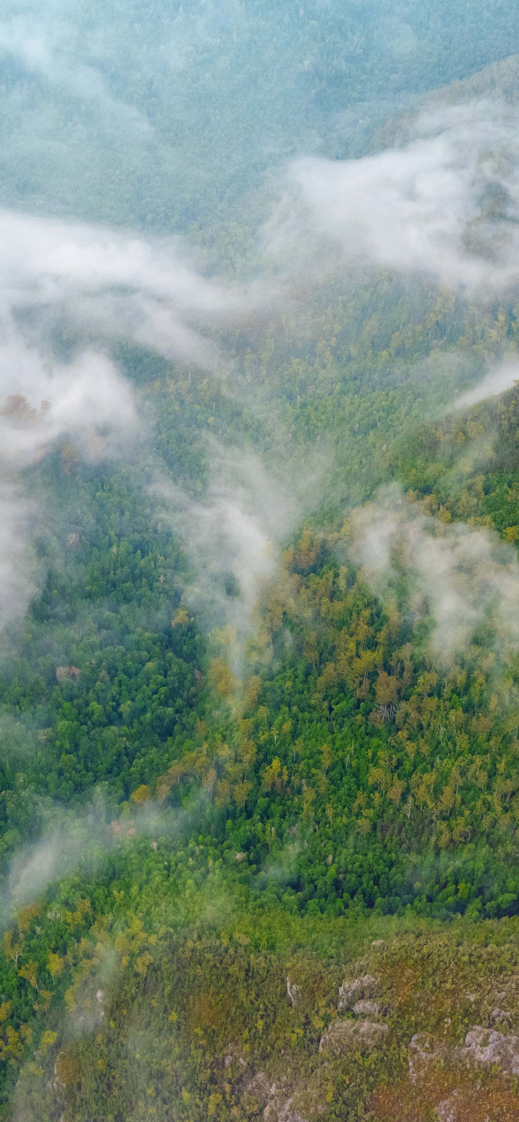 Forty Spotted Classic