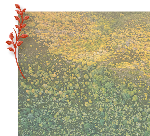 Symphony No.1 Gift Pack